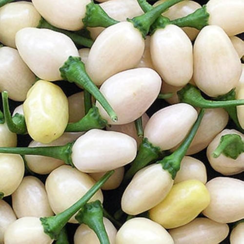 White Hot Pepper Seeds for Planting – Heirloom & Non-GMO Spicy Culinary Variety