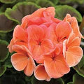 Peach Geranium Flower Seeds for Planting – Heirloom, Non-GMO, Vibrant Colors, Organic Garden Seeds