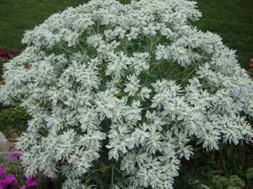 Flower Seeds, Seeds,Seeds For Planting,Plant Seeds