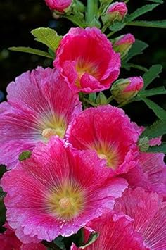 Flower Seeds, Seeds,Seeds For Planting,Plant Seeds