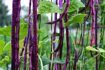 Maroon Yardlong Bean Seeds for Planting – Heirloom & Non-GMO Vegetable Seeds