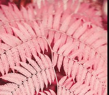 Flower Seeds, Seeds,Seeds For Planting,Plant Seeds