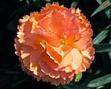 Flower Seeds, Seeds,Seeds For Planting,Plant Seeds