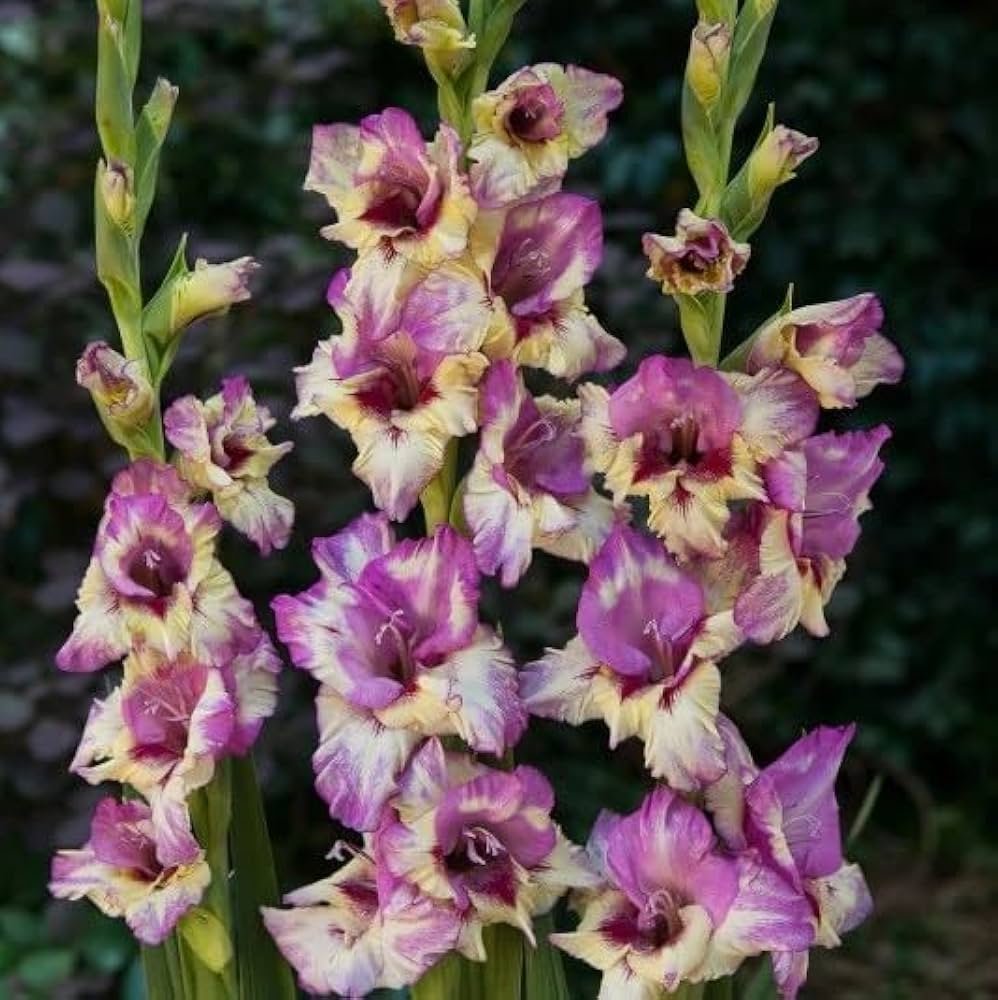 Gladiolus Flower Seeds for Planting Purple Yellow – Heirloom, Non-GMO, High Germination Organic Garden Seeds