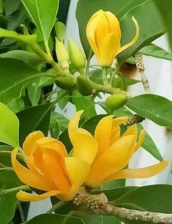 Yellow Fragrant Flower Seeds for Planting – Heirloom Non-GMO, High Germination Organic Garden Seeds