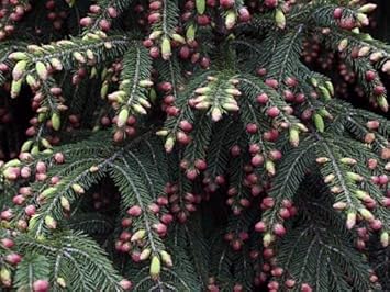 Herb Seeds,Garden seeds, Seeds For Planting,Plant Seeds