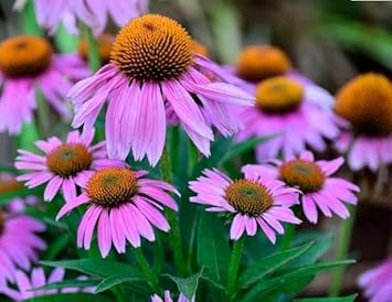 Flower Seeds, Seeds,Seeds For Planting,Plant Seeds