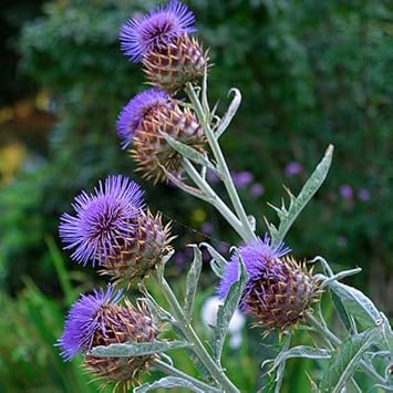 Flower Seeds, Seeds,Seeds For Planting,Plant Seeds