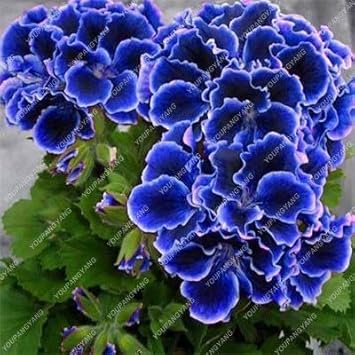 Flower Seeds, Seeds,Seeds For Planting,Plant Seeds