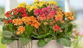 Mixed Kalanchoe Flower Seeds for Planting – Heirloom, Non-GMO, High Germination Organic Garden Seeds