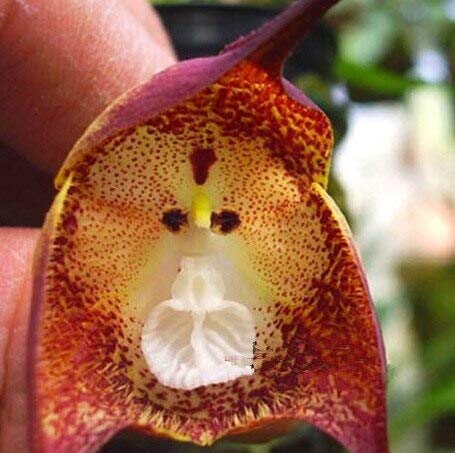 Monkey Face Violet Flower Seeds for Planting – Rare &amp; Fun Blooms with Unique Petal Patterns