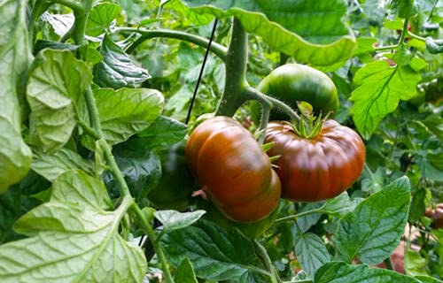 Natoora Vegetable Seeds – Heirloom Non-GMO Premium Garden Heirloom Seeds for Planting, High Germination
