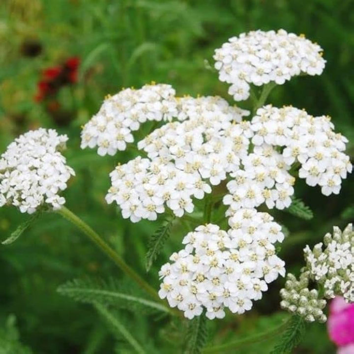 Achillea Millefolium Flower Seeds for Planting – Heirloom, Non-GMO, High Germination Colorful Display