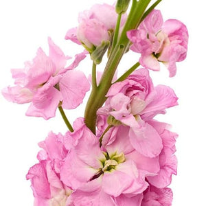 Flower Seeds, Seeds,Seeds For Planting,Plant Seeds