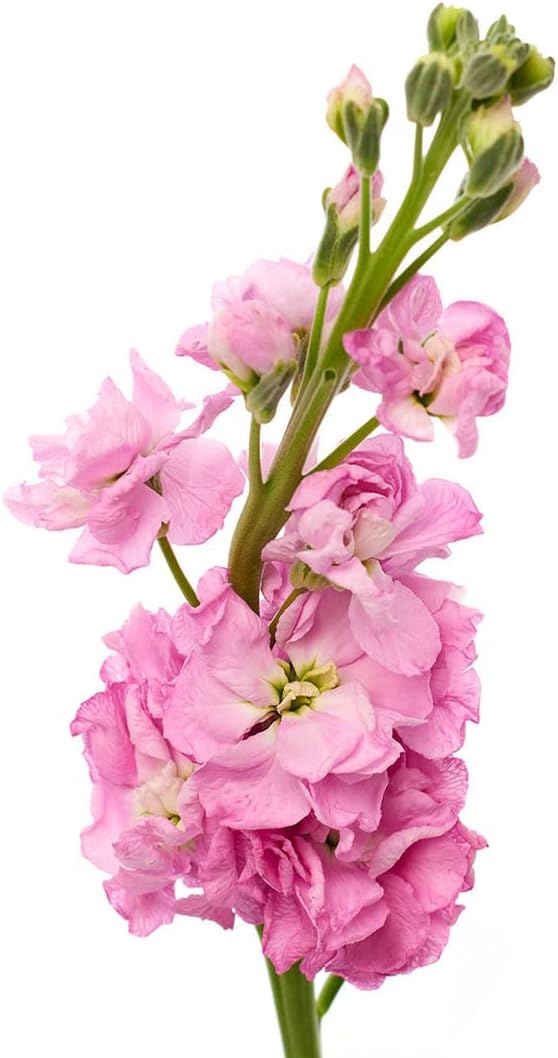 Flower Seeds, Seeds,Seeds For Planting,Plant Seeds