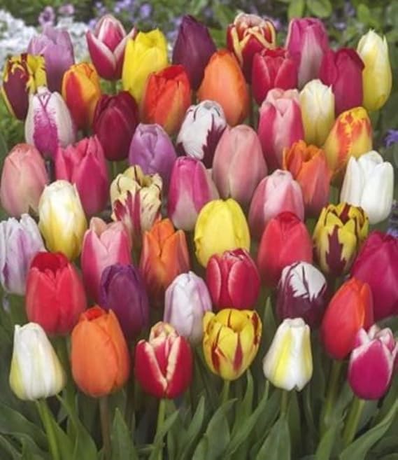 Mixed Tulip Flower Seeds – Seasonal Bloomer, Heirloom, Non-GMO, High Germination Organic Garden Seeds for Planting
