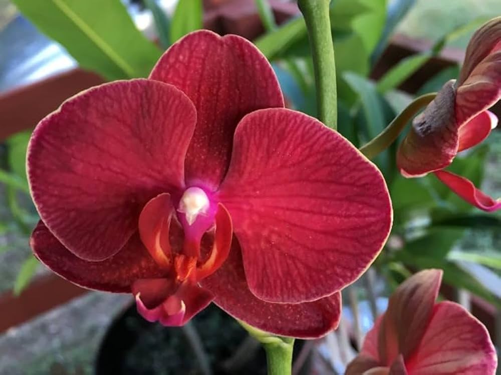 Deep Red Phalaenopsis Orchid Flower Seeds for Planting – Heirloom, Non-GMO, Premium Quality, High Germination