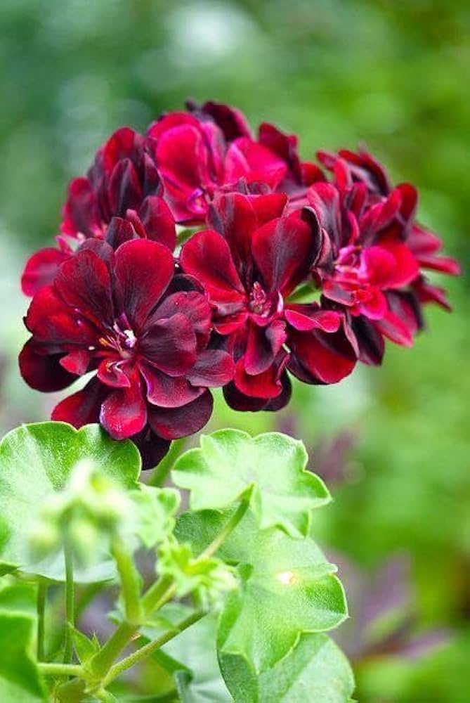 Maroon Geranium Flower Seeds for Planting – Heirloom, Non-GMO, High Germination Organic Garden Seeds