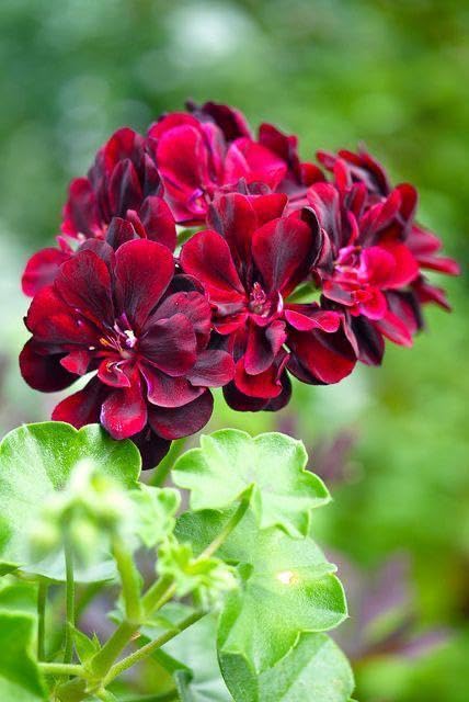 Dark Pink Black Geranium Flower Seeds for Planting, Heirloom Non-GMO Organic Garden Seeds