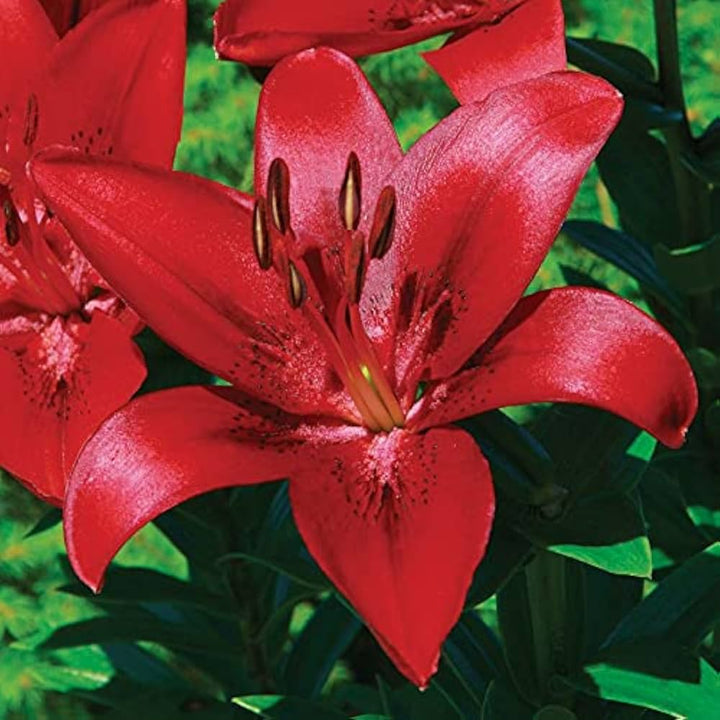 Dark Red Lilium Flower Seeds for Planting – Heirloom, Non-GMO Wildflower Mix with High Germination
