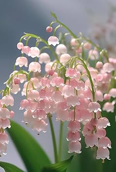 Pink Lily of the Valley Flower Seeds – Heirloom Non-GMO Wildflower Mix for Garden Planting