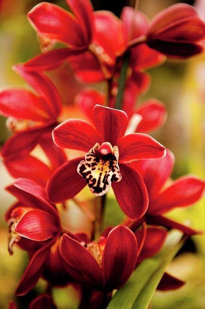 Red Orchid Flower Seeds for Planting – Heirloom, Non-GMO, Seasonal Bloomer with High Germination