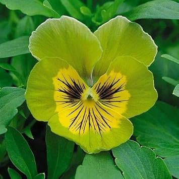 Flower Seeds, Seeds,Seeds For Planting,Plant Seeds