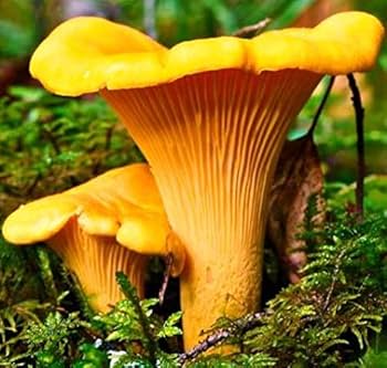 Girolle Mushroom Vegetable Seeds for Planting – Heirloom & Non-GMO Garden Seeds