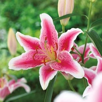 Flower Seeds, Seeds,Seeds For Planting,Plant Seeds