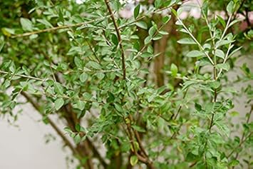 Flower Seeds, Seeds,Seeds For Planting,Plant Seeds