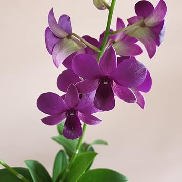Dark Purple Dendrobium Orchid Flower Seeds for Planting