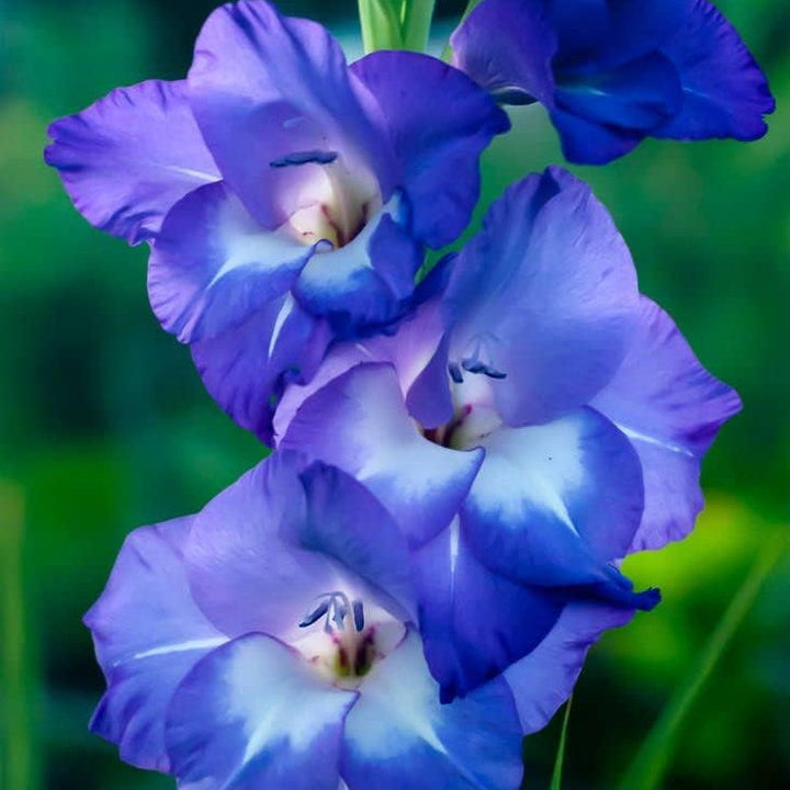 Flower Seeds, Seeds,Seeds For Planting,Plant Seeds