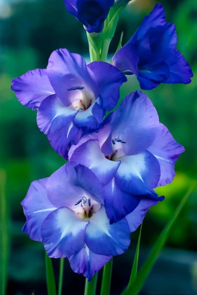 Flower Seeds, Seeds,Seeds For Planting,Plant Seeds