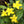 Flower Seeds, Seeds,Seeds For Planting,Plant Seeds