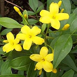 Flower Seeds, Seeds,Seeds For Planting,Plant Seeds