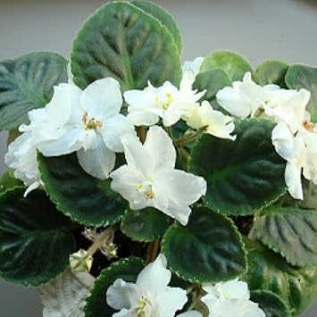 Flower Seeds, Seeds,Seeds For Planting,Plant Seeds