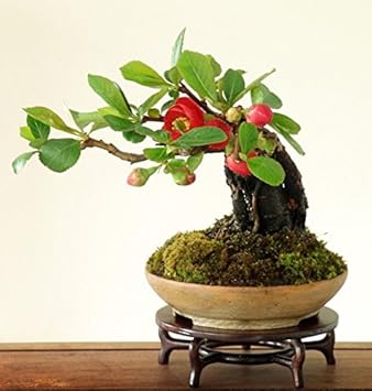 Flower Seeds, Seeds,Seeds For Planting,Plant Seeds