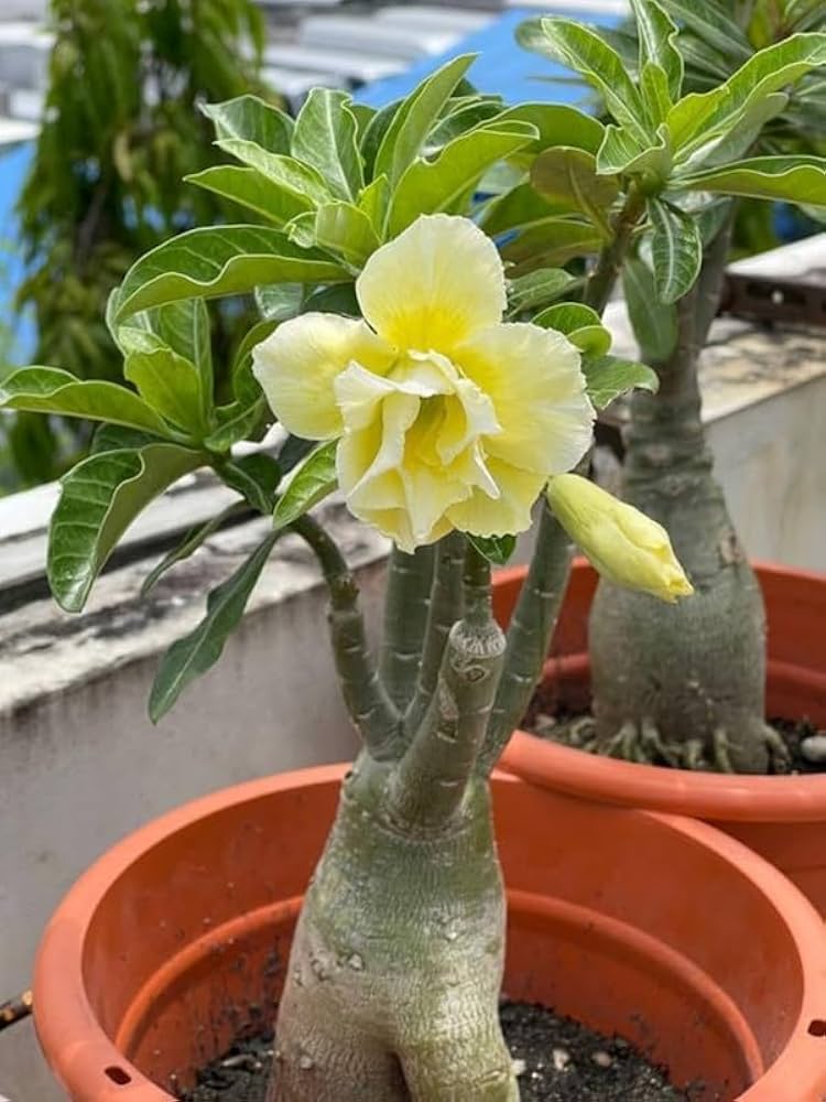Pale Yellow Adenium Obesum Seeds – Heirloom &amp; Non-GMO Desert Rose for Home Gardens