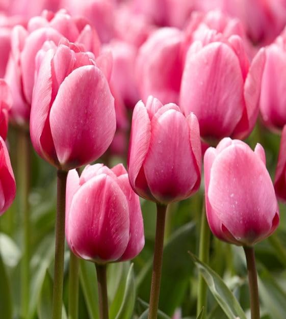 Pink Tulip Flower Seeds for Planting – Heirloom Non-GMO Seeds, Romantic Color, High Germination, Organic Garden Seeds