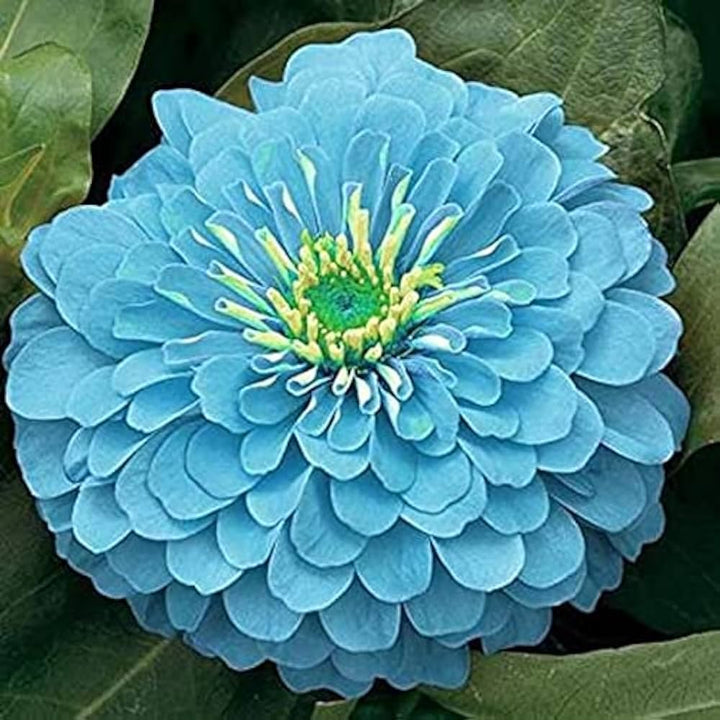 Flower Seeds, Seeds,Seeds For Planting,Plant Seeds