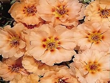 Flower Seeds, Seeds,Seeds For Planting,Plant Seeds