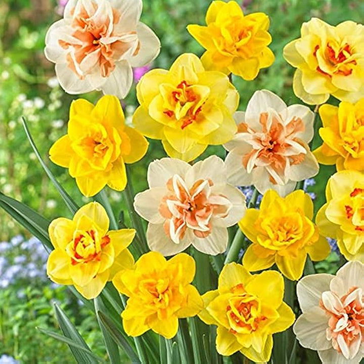 Mixed Double Petals Narcissus Daffodil Seeds for Planting – Heirloom Non-GMO High Germination Organic Garden Seeds