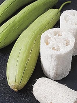 Vegetable Seeds,Garden seeds, Seeds For Planting,Plant Seeds