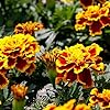 French Marigold Flower Seeds for Planting – Heirloom, Non-GMO, High Germination Hardy Variety
