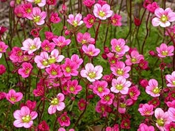 Flower Seeds, Seeds,Seeds For Planting,Plant Seeds