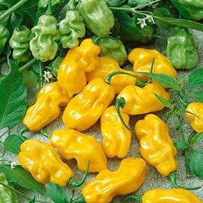 Vegetable Seeds,Garden seeds, Seeds For Planting,Plant Seeds