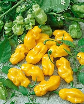 Vegetable Seeds,Garden seeds, Seeds For Planting,Plant Seeds