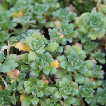 Flower Seeds, Seeds,Seeds For Planting,Plant Seeds