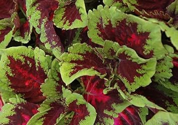 Flower Seeds, Seeds,Seeds For Planting,Plant Seeds