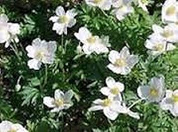 Flower Seeds, Seeds,Seeds For Planting,Plant Seeds